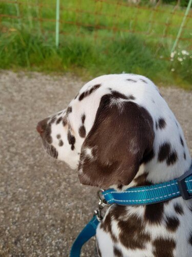 cooper puppy nieuwe man aan mijn voeten