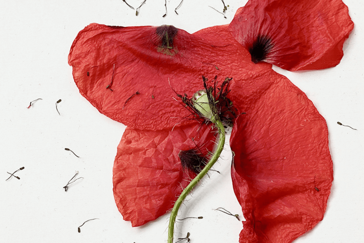 Dagboek Erik - klaproos