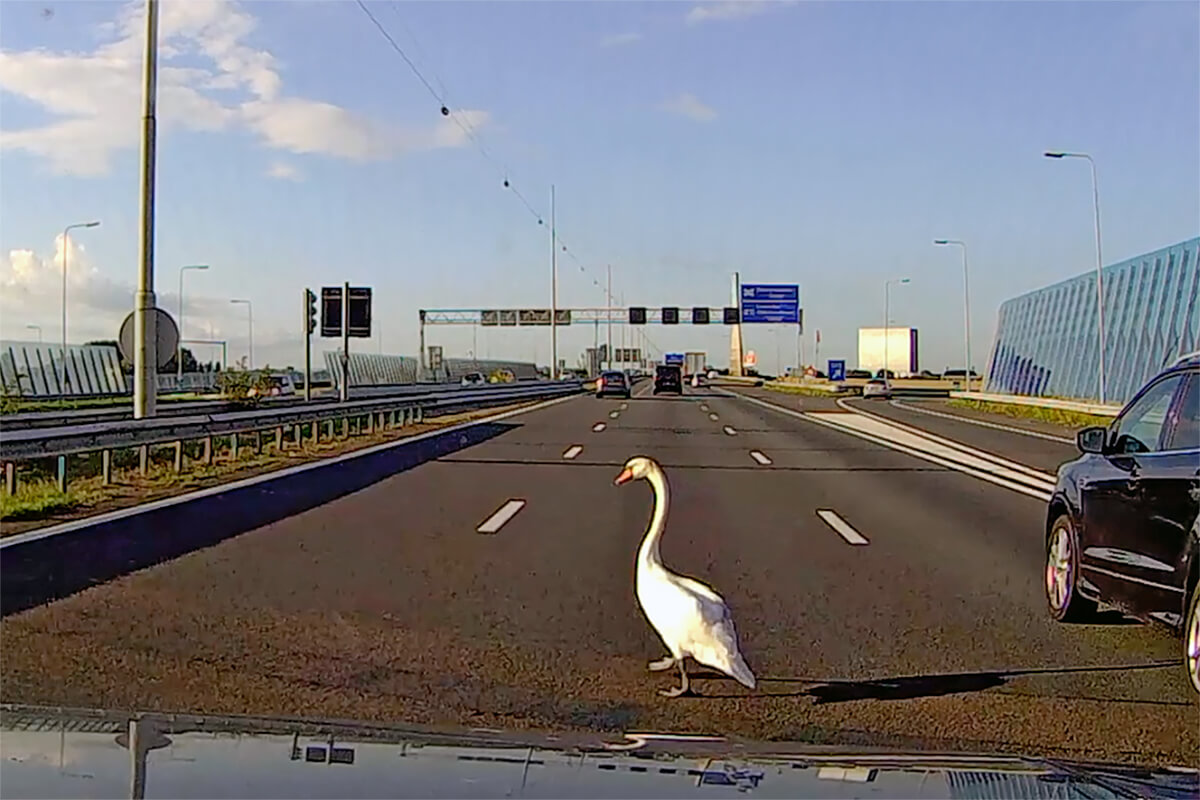 Leven is het meervoud van lef