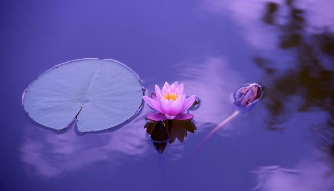 ontvouw - lotus 1205631_1920