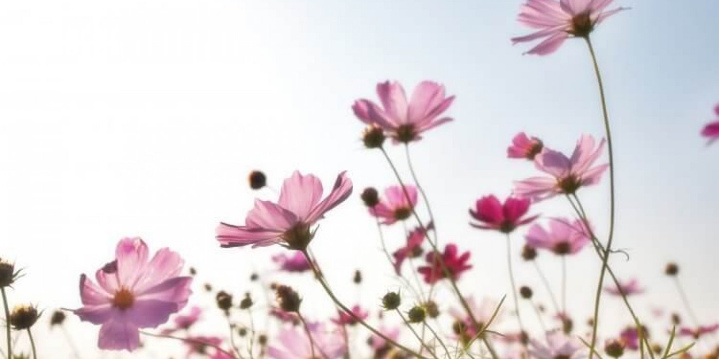 pink-flower-field-158756