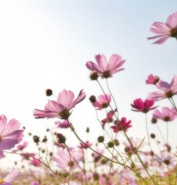 pink-flower-field-158756