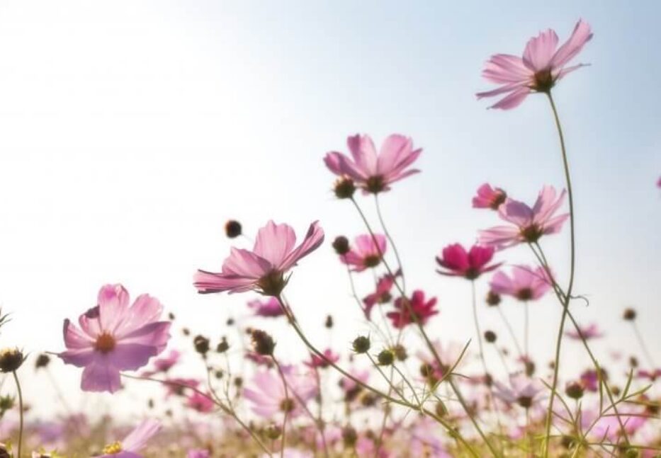 pink-flower-field-158756 pink-flower-field-158756