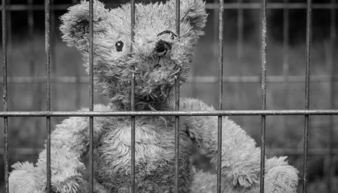 teddy-2711675_1920